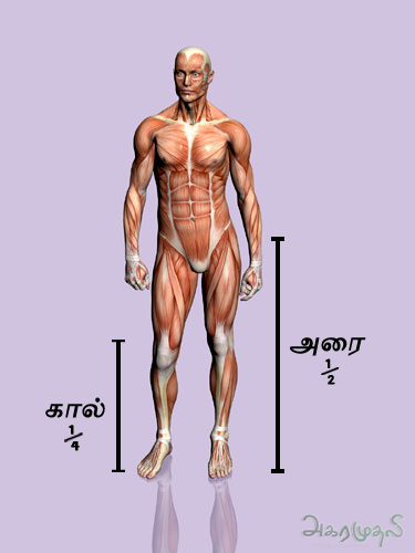 அரை, கால் என்ற சொற்களுக்கு விளக்கம்